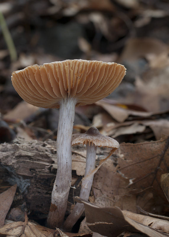 Cortinarius casimiri